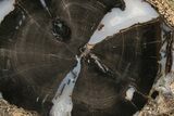 Petrified Wood (Schinoxylon) Round - Blue Forest, Wyoming #228005-1
